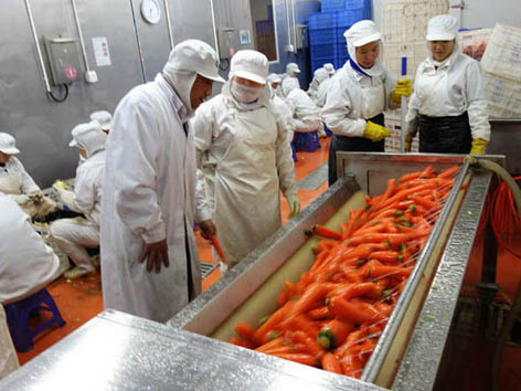 我公司為河南KSF提供大產量毛刷脫皮機